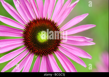 Echinacea purpurea 'Rubinglow'. L'échinacée 'Rubinglow» Banque D'Images