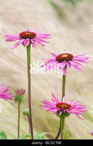 Echinacea purpurea 'Rubinglow'. L'échinacée 'Rubinglow» Banque D'Images