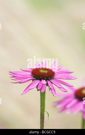 Echinacea purpurea 'Rubinglow'. L'échinacée 'Rubinglow» Banque D'Images