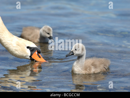 Swan et cygnet Banque D'Images