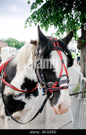 Des scènes de Appleby Horse Fair 2009. Beaucoup de pluie, mais encore gentil gypsie ça passe. Banque D'Images