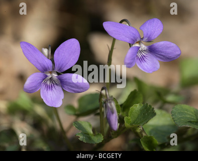 Violette Viola riviniana chien commun Banque D'Images