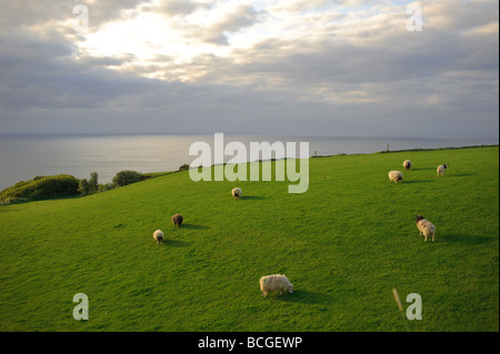 Chambre et les moutons et les falaises sur la côte Causeway s géant en Irlande du Nord le coucher du soleil Banque D'Images