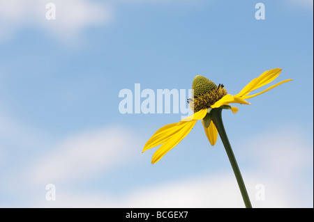 Rudbeckia laciniata 'Herbstsonne'. Échinacée 'Herbstsonne' contre un ciel bleu. UK Banque D'Images