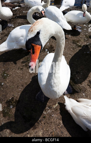 Swan mâles s/n l'appareil photo à regarder curieusement Banque D'Images