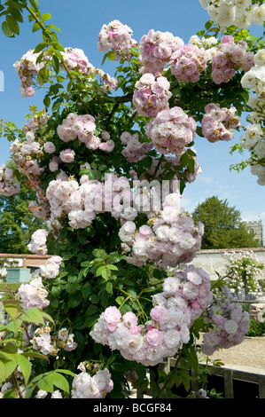 Rosa 'Sanders White' rambler. En forme de rosette de l'abondance de fleurs blanches parfumées très doubles sur un treillage en arc. Banque D'Images