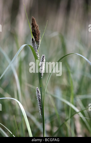 Plus grand étang ã riparia Banque D'Images