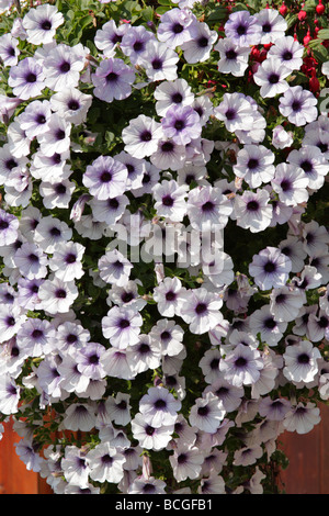 Hanging Basket avec massé pétunias en fleurs, pétunia, Surfinia blanc. Banque D'Images