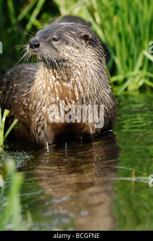 Stock photo d'une loutre de rivière dans l'eau, le Parc National de Yellowstone, Montana, USA, juillet 2009. Banque D'Images