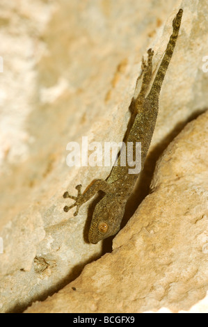 Ventilateur israélienne Gecko Ptyodactylus puiseuxi fingered Banque D'Images