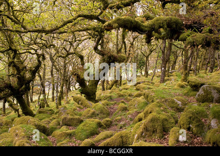 Wistman's wood Angleterre Devon Dartmoor Banque D'Images