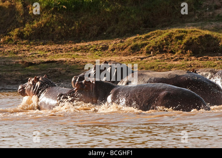 Hippopotame (Hippopotamus amphibius), l'Afrique. Banque D'Images