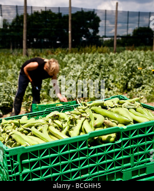 Broadbean picking dans les domaines de l'Hampshire Les haricots sont mis dans des boîtes, puis transportés dans des remorques pour être wighed et trié Banque D'Images