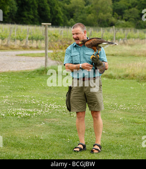 Eddie Hare, donnant une démonstration de vol avec un Harris Hawk. Groombridge, Kent, Angleterre, Royaume-Uni. Banque D'Images