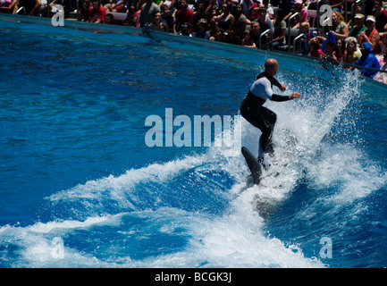Formateur équitation, surf style, sur le dos d'un orque à Sea World, San Diego. Banque D'Images
