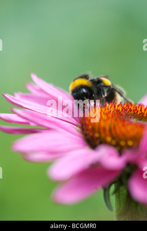 Bourdon, Bombus lucorum, se nourrissant sur une fleur echinacea purpurea dans un jardin anglais Banque D'Images