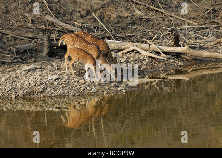 Spotted Deer Chital Axis axis trio avec un jeune faon de boire à un trou d'eau avec une réflexion dans l'eau Banque D'Images