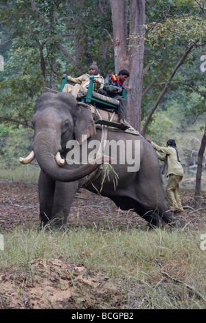 L'éléphant indien Elaphas maximus debout tandis qu'un mahaut remonte sur son dos dans la jungle Banque D'Images