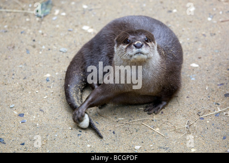 Court d'Asie animaux en captivité otter griffus Banque D'Images