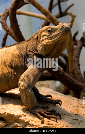 Iguane rhinocéros Banque D'Images