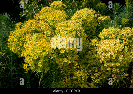 La floraison Euphorbia x pasteurii Euphorbe bush West Sussex England UK Banque D'Images