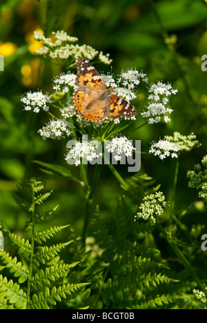 La belle dame assise sur une fleur blanche Banque D'Images