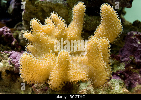 Corail cuir doigt (Sinularia) dans Reef Aquarium Banque D'Images