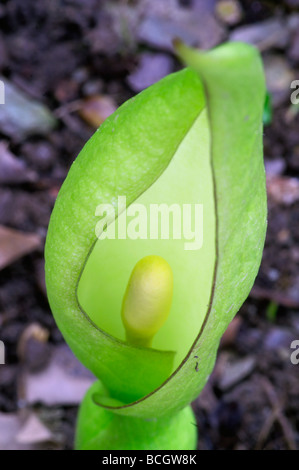 Lords and ladies Arum maculatum Printemps Cornwall Banque D'Images