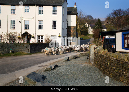 Les moutons de Buttermere Angleterre Cumbria Village Banque D'Images