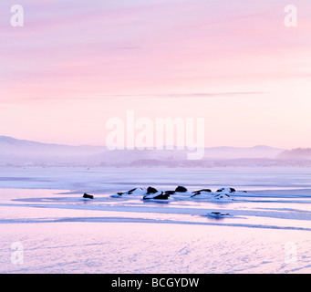 Lever de soleil rose sur le Loch Ba, Glencoe, Ecosse, Royaume-Uni Banque D'Images