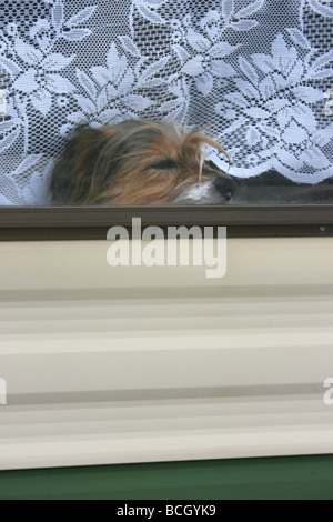 Petit chien dormant dans la fenêtre de la caravane, à l'arrière, rideaux net Banque D'Images