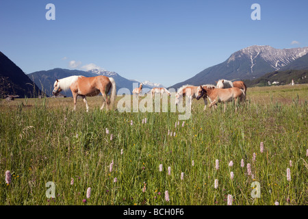 Tarrenz Tyrol Autriche Europe Juin Summer wildflower meadow et Palomino chevaux dans la vallée alpine Gurgl Banque D'Images