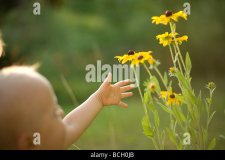 Baby Boy Reaching for flowers Banque D'Images