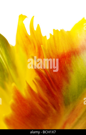 Pétales de tulipe jaune isolé sur fond blanc Banque D'Images