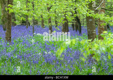 Blubells Hyacinthoides en Hêtre Fagus sylvatica forestiers Cornwall Banque D'Images