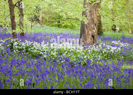 Jacinthes et bois de hêtre, Cornwall, UK Banque D'Images