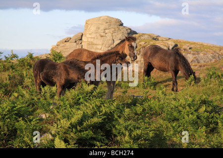 Poneys Dartmoor Haytor avec en arrière-plan, Dartmoor, dans le Devon, England, UK Banque D'Images