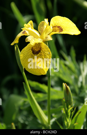 Drapeau jaune ou de l'Iris, Iris pseudacorus, Iridaceae Banque D'Images