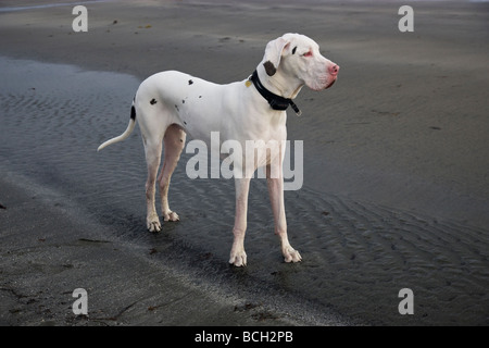 Arlequin blanc 'Great Dane',mâle sur la plage. Banque D'Images