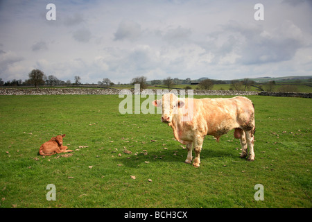 Bull et veau dans un champ Zone de Pic Blanc Dovedale Parc national de Peak District Derbyshire Dales England UK Banque D'Images