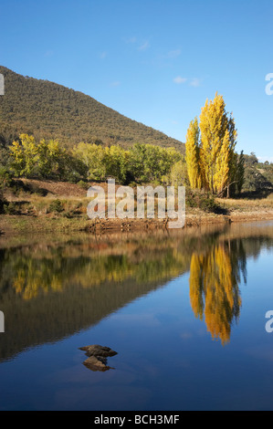 Peupliers en automne reflète dans Jounama Pondage Talbingo montagnes enneigées du New South Wales Australie Banque D'Images