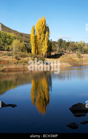 Peupliers en automne reflète dans Jounama Pondage Talbingo montagnes enneigées du New South Wales Australie Banque D'Images