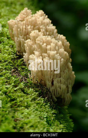 Les champignons (Clavariaceae). Ramaria flava (Fr.) Quel. Banque D'Images