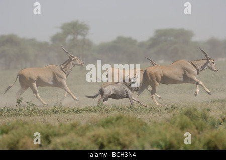 Stock photo d'un éland du Cap et des gnous, stampede, Ndutu Tanzanie, février 2009. Banque D'Images