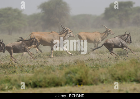 Stock photo d'un éland du Cap et des gnous, stampede, Ndutu Tanzanie, février 2009. Banque D'Images