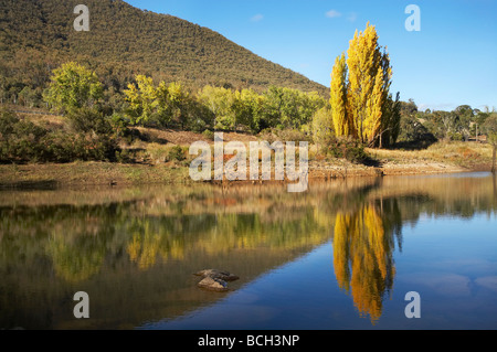 Peupliers en automne reflète dans Jounama Pondage Talbingo montagnes enneigées du New South Wales Australie Banque D'Images