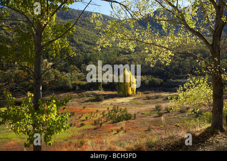 Peupliers en automne Talbingo montagnes enneigées du New South Wales Australie Banque D'Images