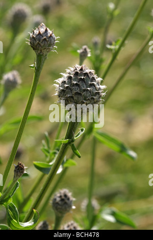 Plus de bourgeons écailleux Centaurea scabiosa centaurée à la fin du printemps Banque D'Images