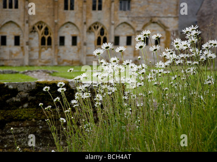 Oxeye Daisy colonie de Muchelney Abbey à Somerset Banque D'Images