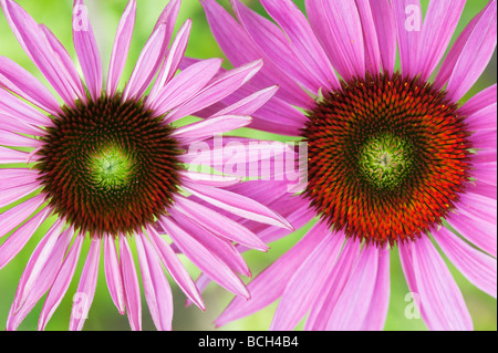 Echinacea purpurea 'Rubinglow'. L'échinacée 'Rubinglow» Banque D'Images